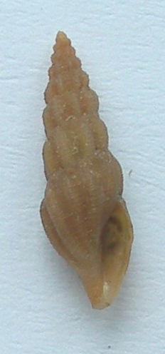 Bela brachystoma e bela sp.